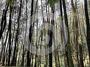 Indonesian pine tree forest during the day with moss and grass