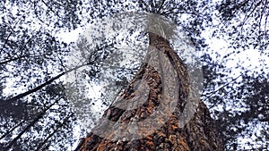 Indonesian Pine Tree  Photography photo