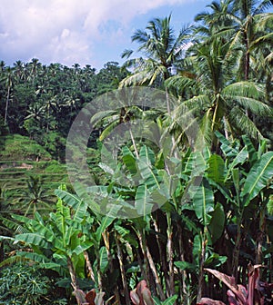 Indonesio selva 