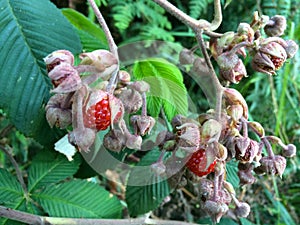 Indonesian Rasberries, Mount Ijen, Java, Indonesia