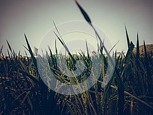 Indonesian rice fields