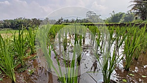 Indonesian rice fields