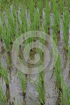Indonesian Rice Paddy