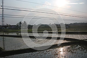 Indonesian Rice Paddy field