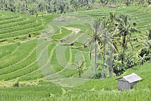 Indonesian rice terraces