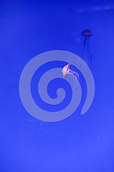 Indonesian Sea nettle or Chrysaora fuscescens photo