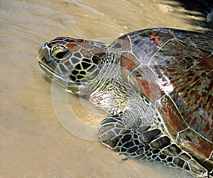 Indonesio el mar tortuga 