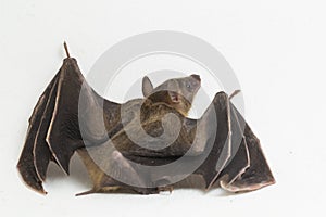 Indonesian Short-nosed Fruit Bat Cynopterus titthaecheilus isolated on white background