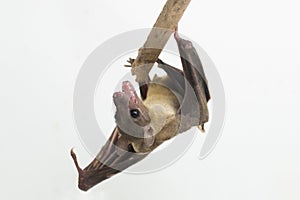 Indonesian Short-nosed Fruit Bat Cynopterus titthaecheilus isolated on white background