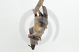 Indonesian Short-nosed Fruit Bat Cynopterus titthaecheilus isolated on white background