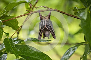 Indonesian Short-nosed Fruit Bat Cynopterus titthaecheilus in the wild