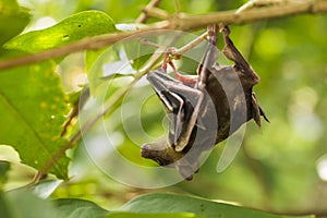 Indonesian Short-nosed Fruit Bat Cynopterus titthaecheilus in the wild