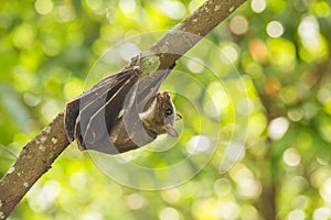 Indonesian Short-nosed Fruit Bat Cynopterus titthaecheilus in the wild