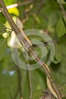 Indonesian Snake on a Tree