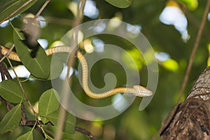 Indonesian Snake on a Tree