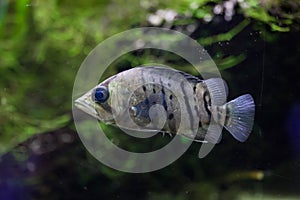 Indonesian tigerfish (Datnioides microlepis)