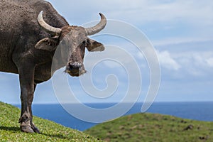 Indonesian water buffalo