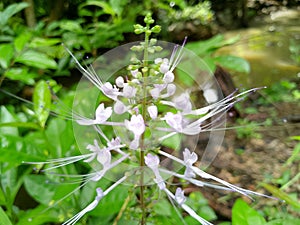 Indonesians call it cat's whisker flower