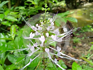 Indonesians call it cat's whisker flower photo