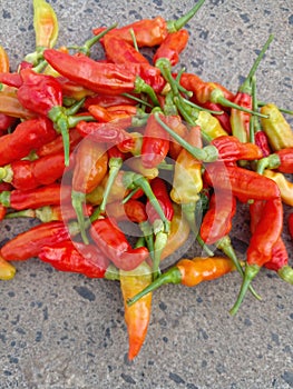 Indonesians call it chili devil, hot chili photo