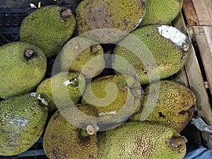 Indonesians unripe Jackfruit