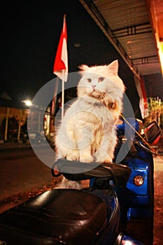 Indonesians vespa cat