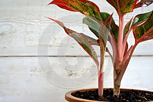 Indoor air purifying plants named Aglaonema Red Lipstick