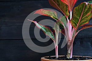 Indoor air purifying plants named Aglaonema Red Lipstick