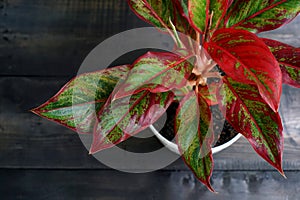 Indoor air purifying plants named Aglaonema Red Lipstick