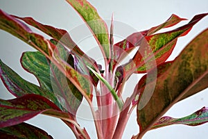 Indoor air purifying plants named Aglaonema Red Lipstick