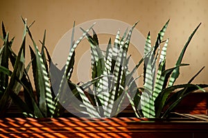 Indoor aloe vera plants in pots on wooden rack in a restaurant hall in striped sunlight from a blind