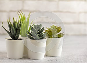 Indoor artificial plants, various succulents in pots. Succulents in white mini-pots. Ideas for home decoration.Copy space