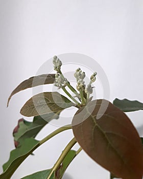 Indoor avocado flower buds photo