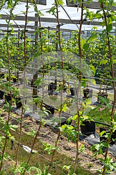 Indoor bio farming in Netherlands, greenhouse with rows of cultivated black currant plants in spring season