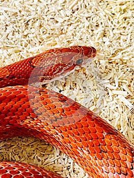 Bloodred corn snake