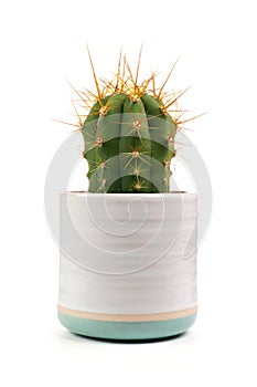 Indoor cactus plant in white clay pot isolated on white