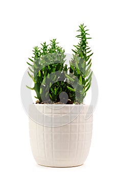 Indoor cactus plant in white pot isolated on white