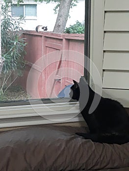 Indoor cat on bed mocks outdoor cat sleeping on top of fence