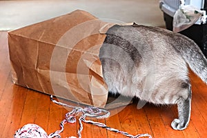 An indoor cat crawling into a paper bag