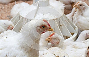 Indoor chicken farm, chicken feeding, broiler chicken feeding