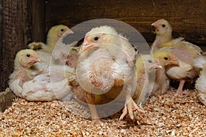 Indoor chicken farm, chicken feeding, broiler chicken feeding