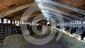 Indoor dairy farm photo