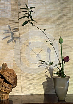 Indoor decorate Potted lotus