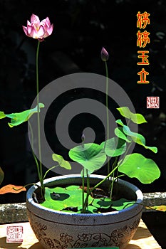 Indoor decorate Potted lotus Chinese calligraphy