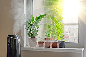 Indoor decorative and deciduous plants on the windowsill in an apartment with a steam humidifier, against the background outside