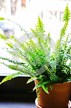 Indoor fern in a pot