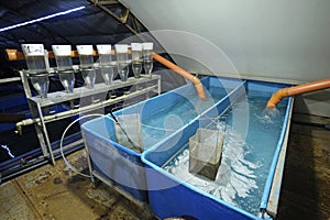 indoor fishery: flasks Weiss apparatuses - and tanks set for incubation of sturgeon roe, caviar inside