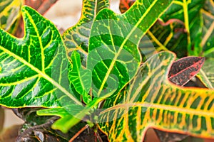 Indoor flower codiaeum croton or variegated, green and yellow le