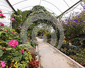 Indoor flower garden inside the greenhouse in Cameron Highlands, Malaysia