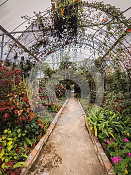 Indoor flower garden inside the greenhouse in Cameron Highlands, Malaysia